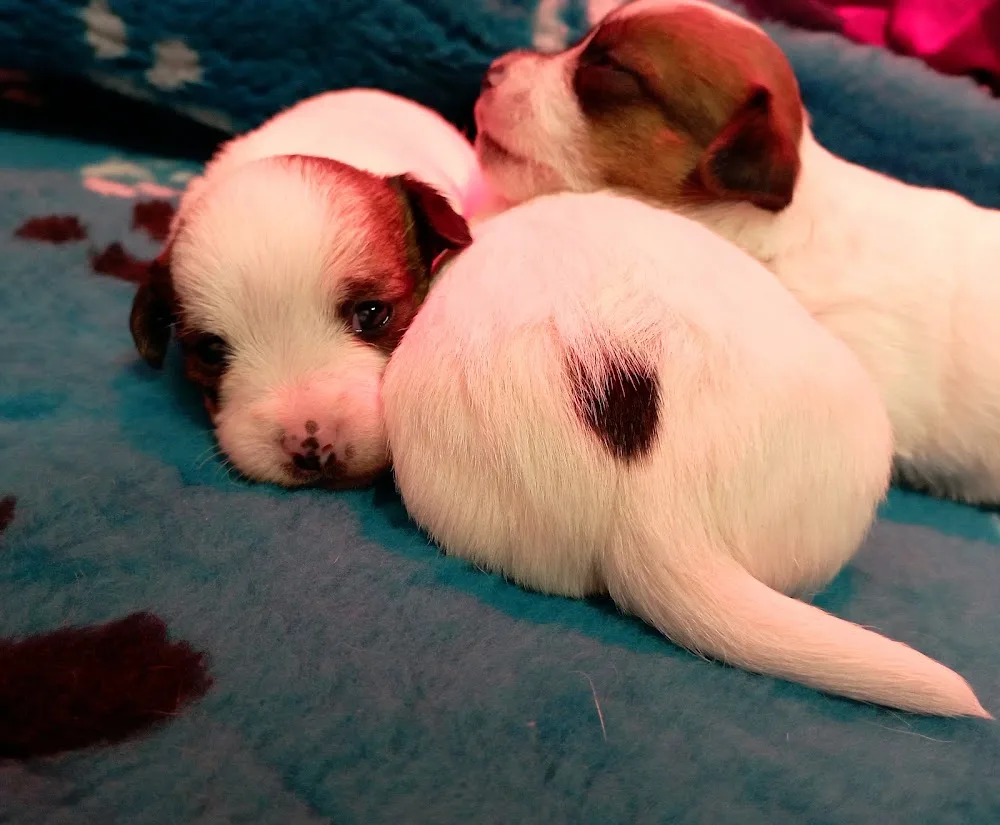 Azienda Agricola Santantonio - allevamento cani | terrier | pensione per cani - Bergamo - Bergamo pet otel görseli 3