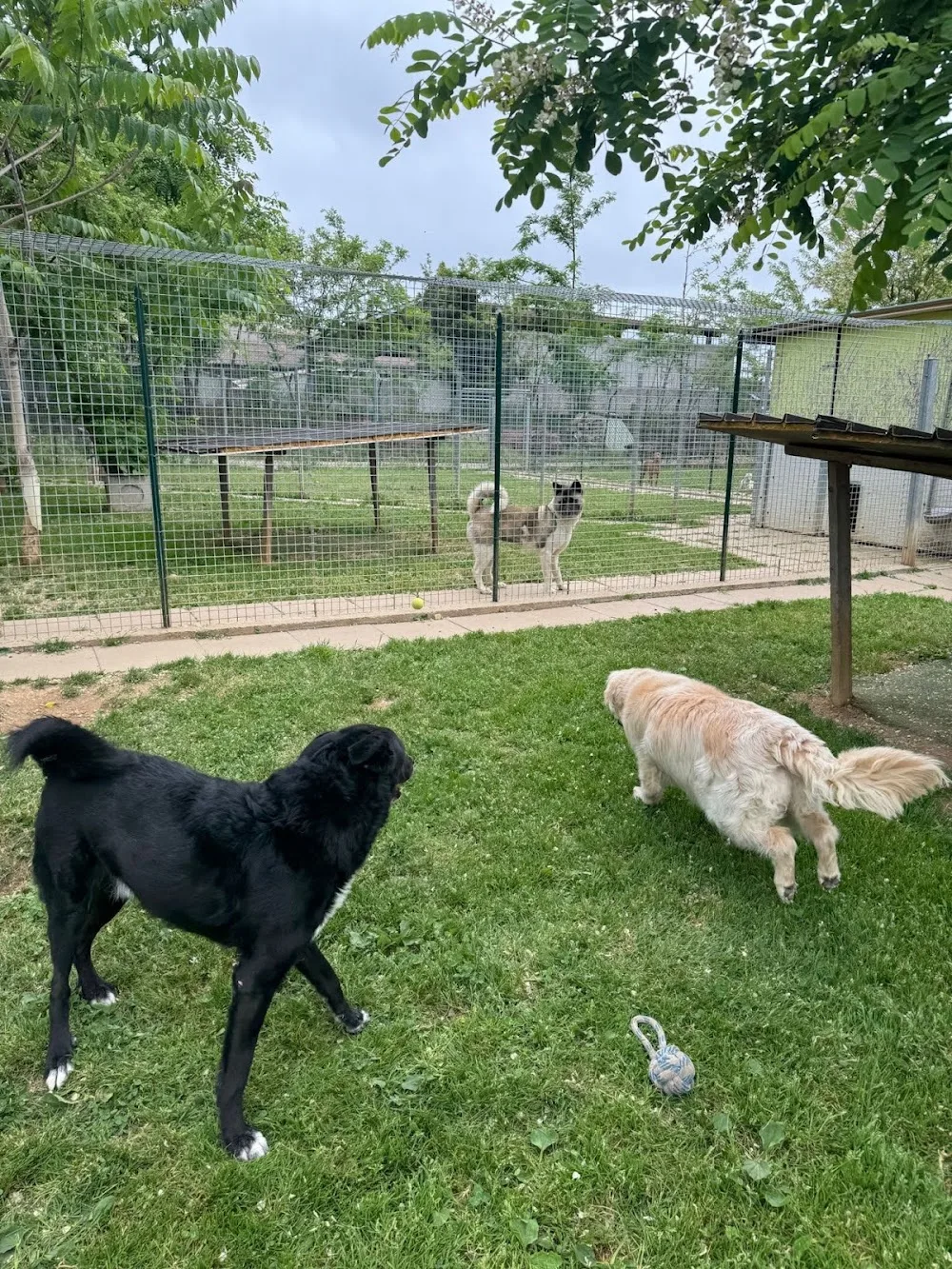 Dog Village - Bergamo pet otel görseli 3