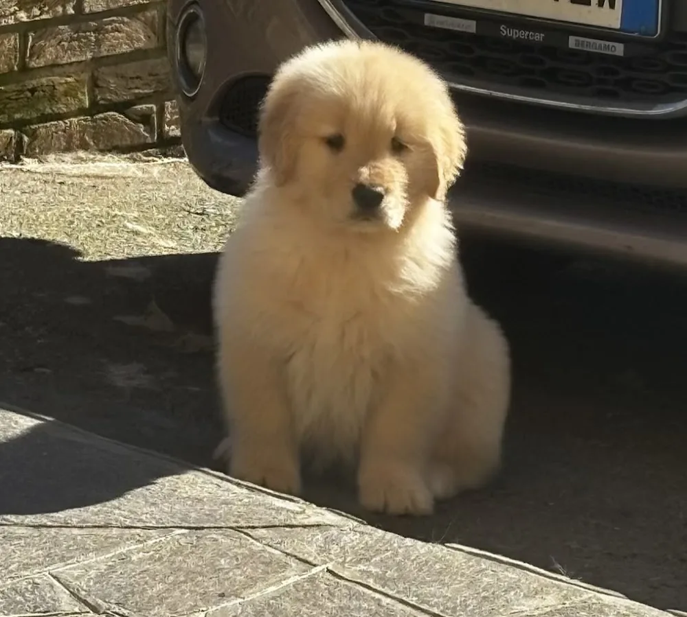 Oasi del Cucciolo - Allevamento e Pensione Cani - Bergamo pet otel