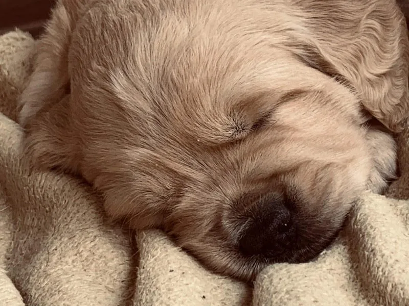 Oasi del Cucciolo - Allevamento e Pensione Cani - Bergamo pet otel görseli 3
