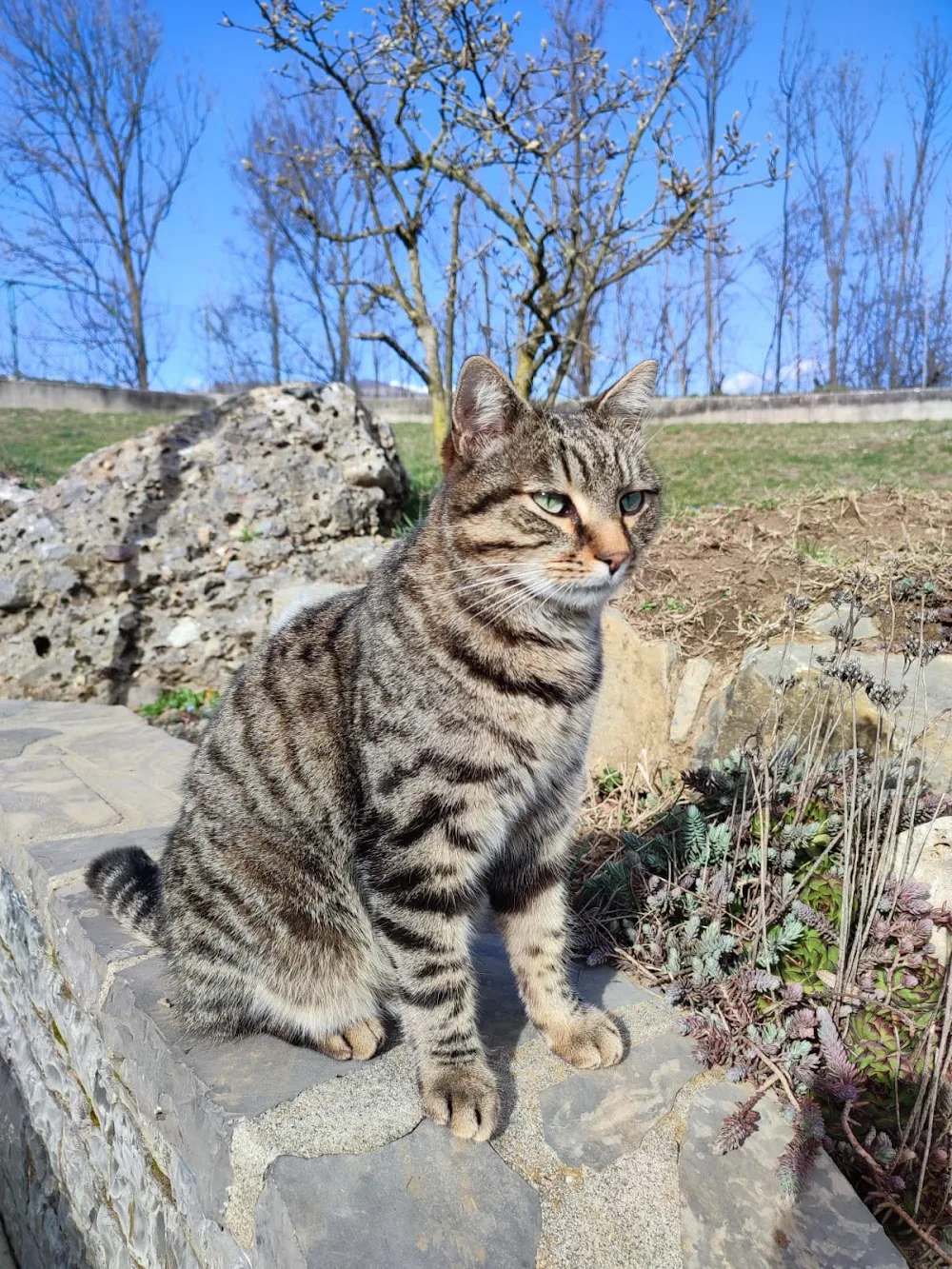 pensione per CANI e GATTI di Pizzagalli Riccardo - Bergamo pet otel görseli 2