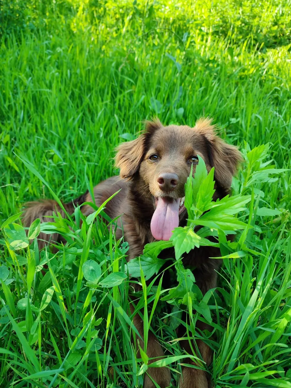 pensione per CANI e GATTI di Pizzagalli Riccardo - Bergamo pet otel görseli 3