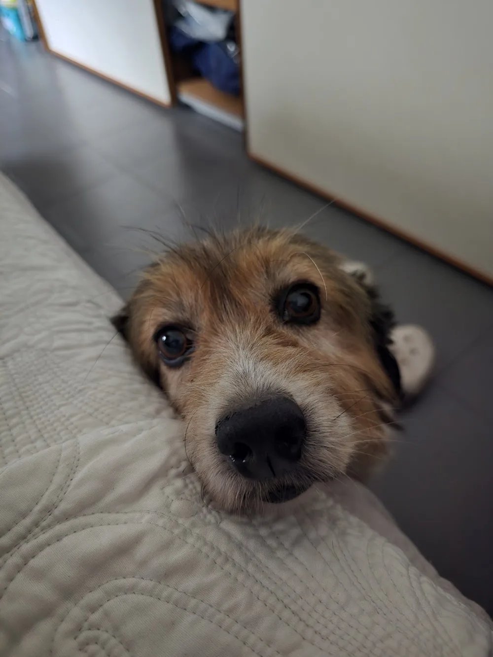 Pensione per cani valcavallina - Bergamo pet otel görseli 2