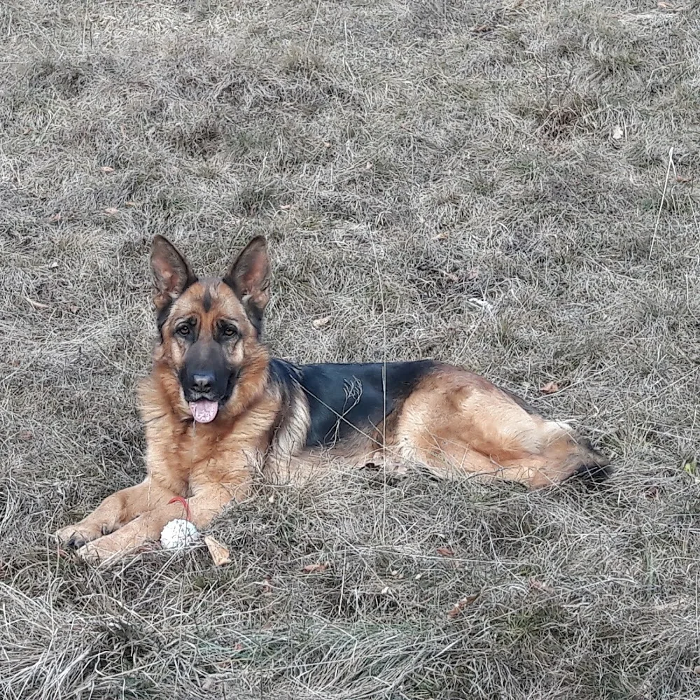 Pensione per cani valcavallina - Bergamo pet otel görseli 3