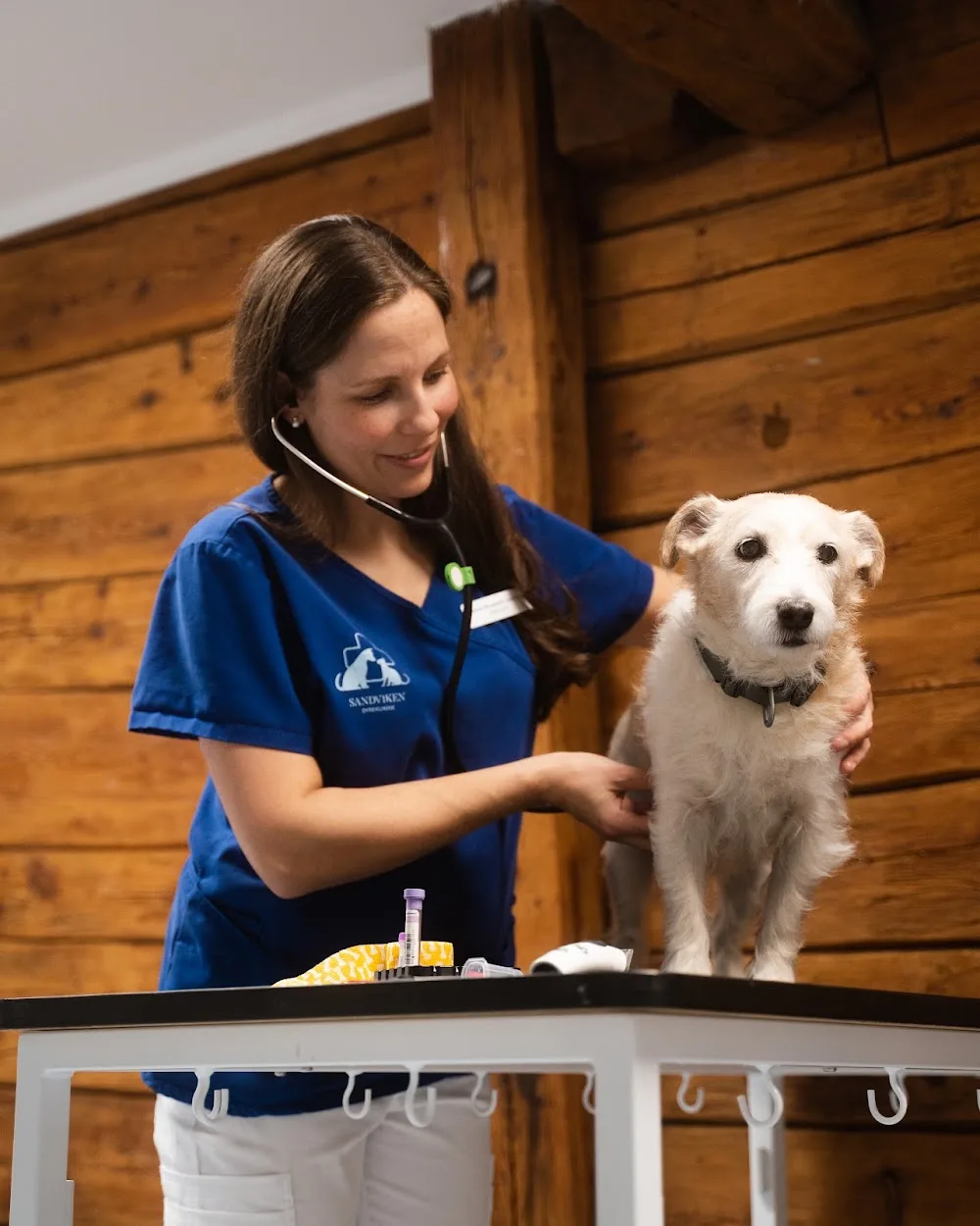 Evidensia Sandviken Dyreklinikk - Bergen pet otel görseli 3