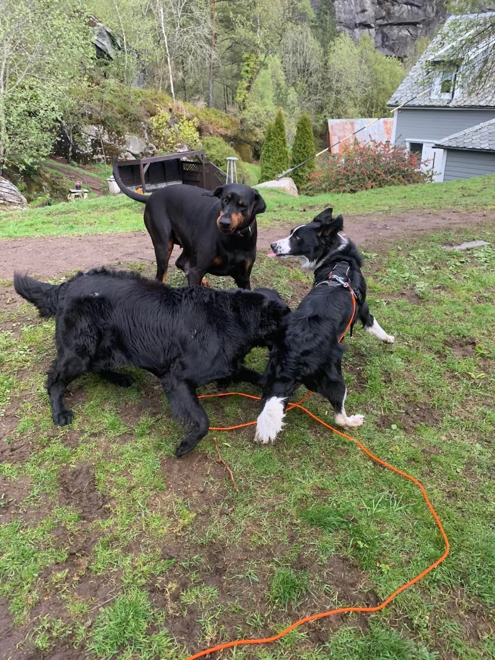 Hundegården Askøy - Bergen pet otel görseli 3