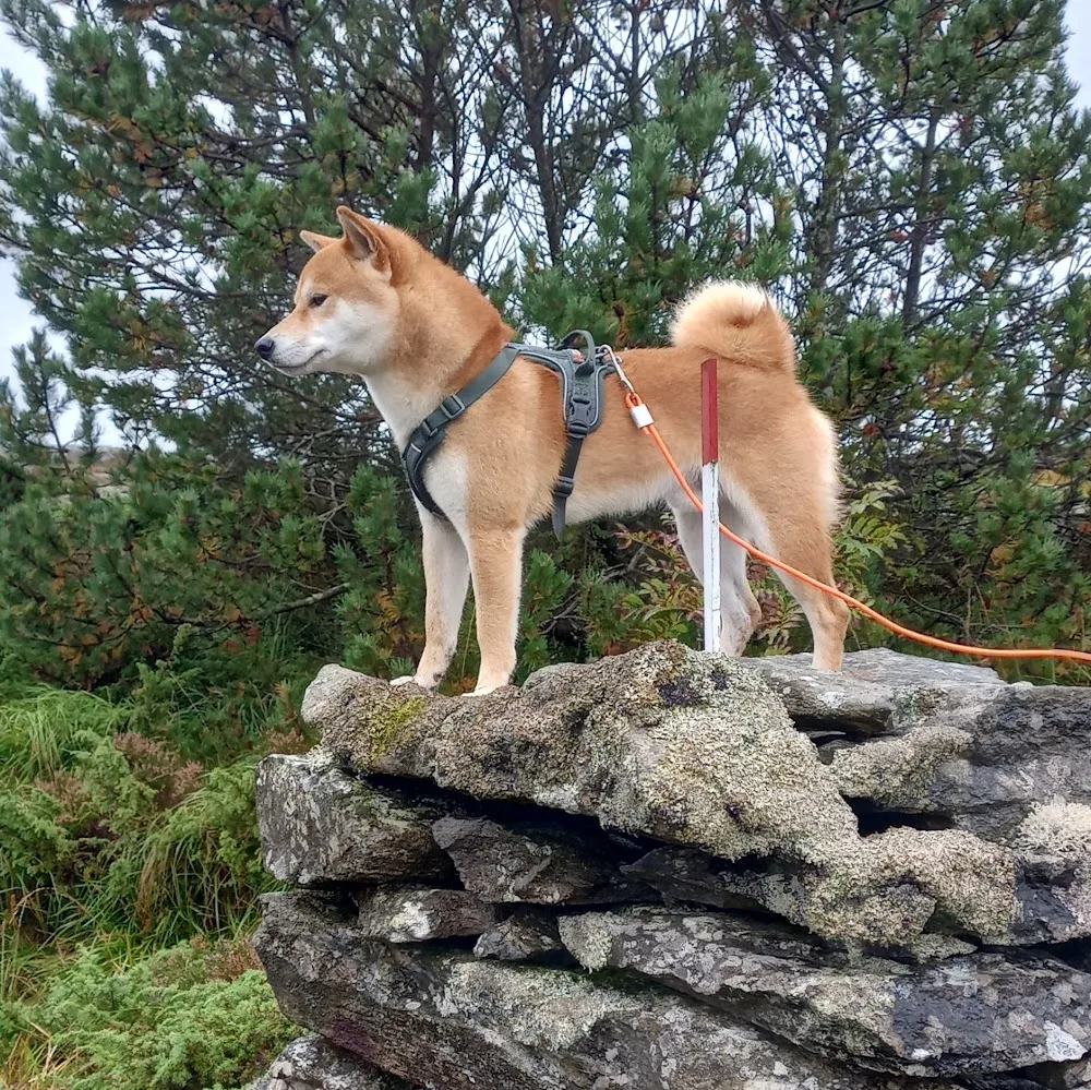 Kennel Enerhaugen - Bergen pet otel görseli 5