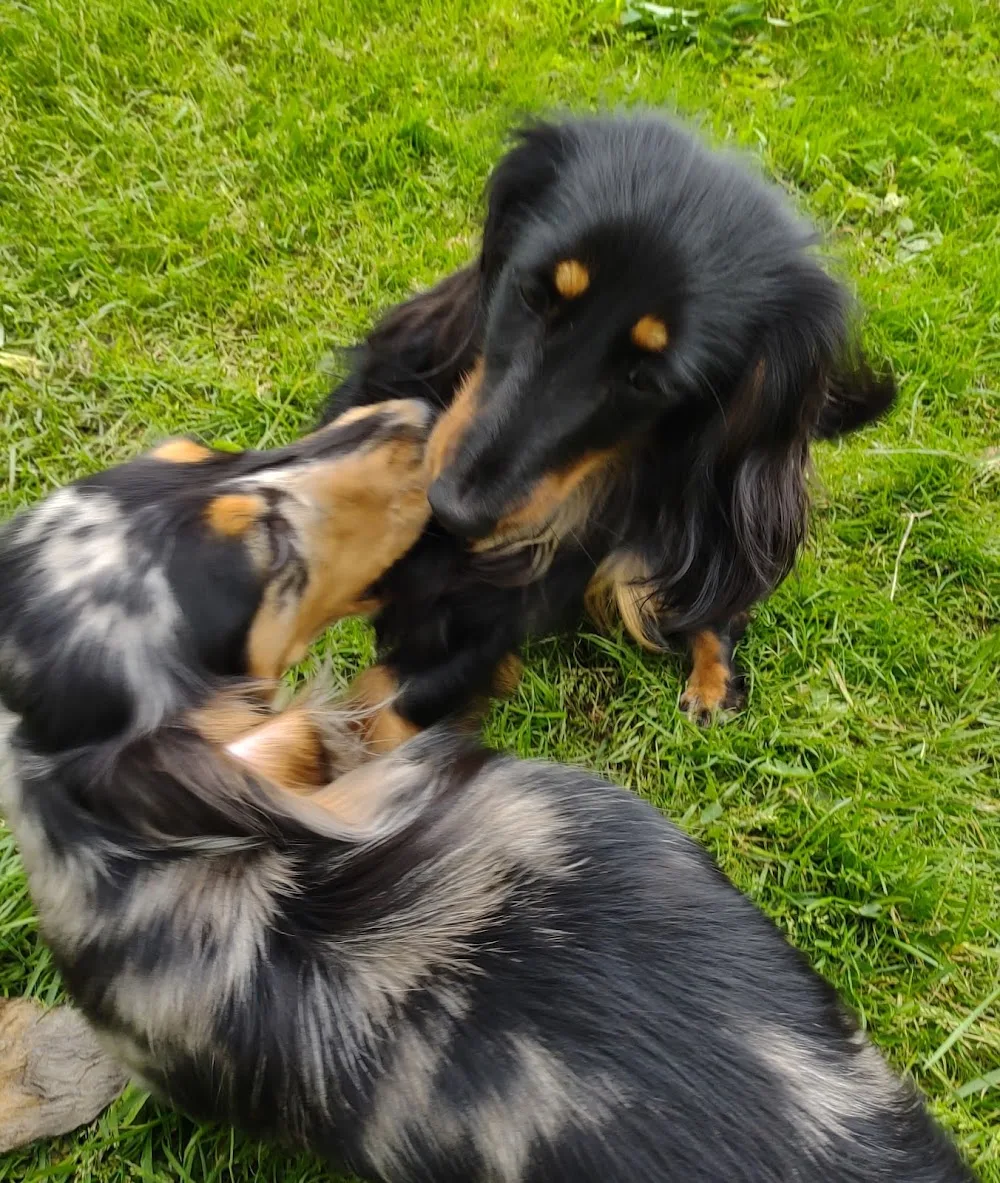 Kennel Lurvelegg - oppdretter - Bergen pet otel