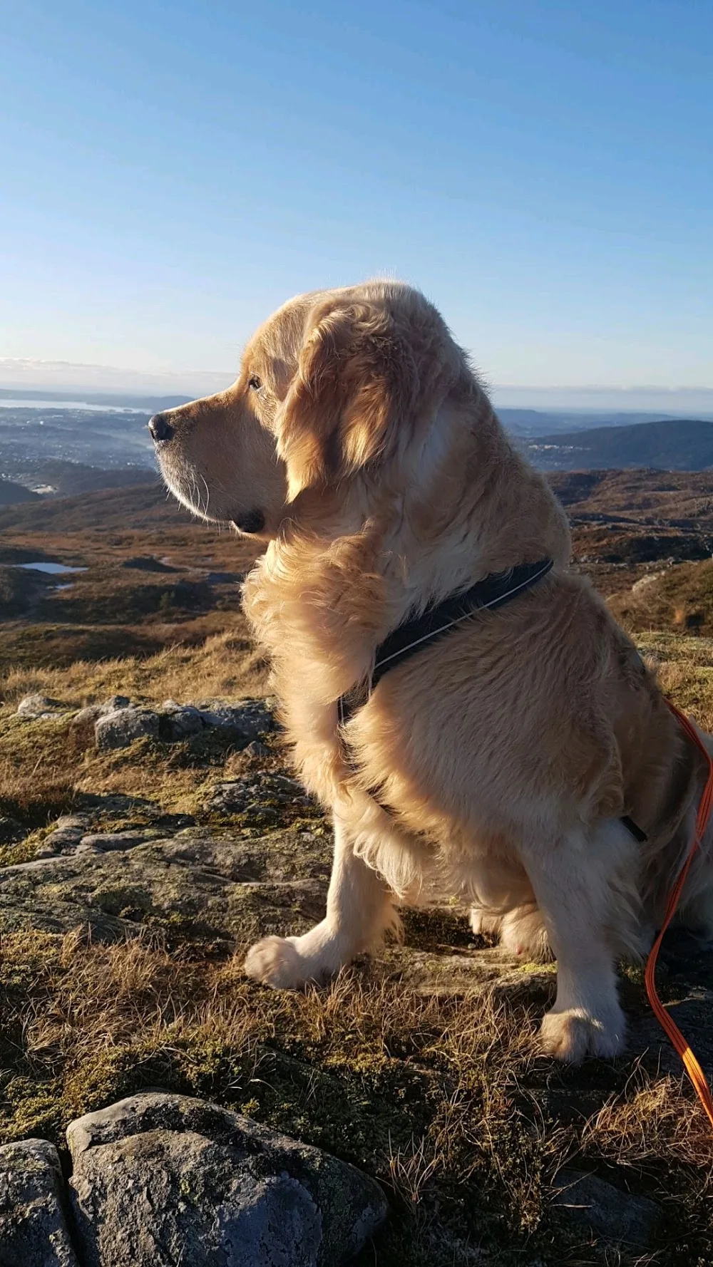 Lasse og Lise's Hundehotel - Bergen pet otel görseli 3