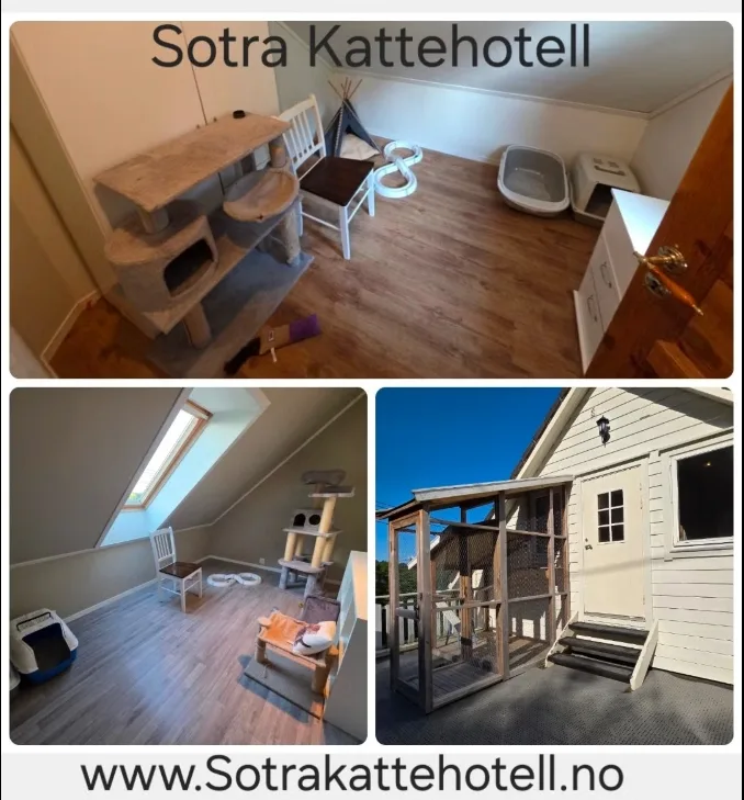 Sotra kattehotell - Bergen pet otel görseli 2