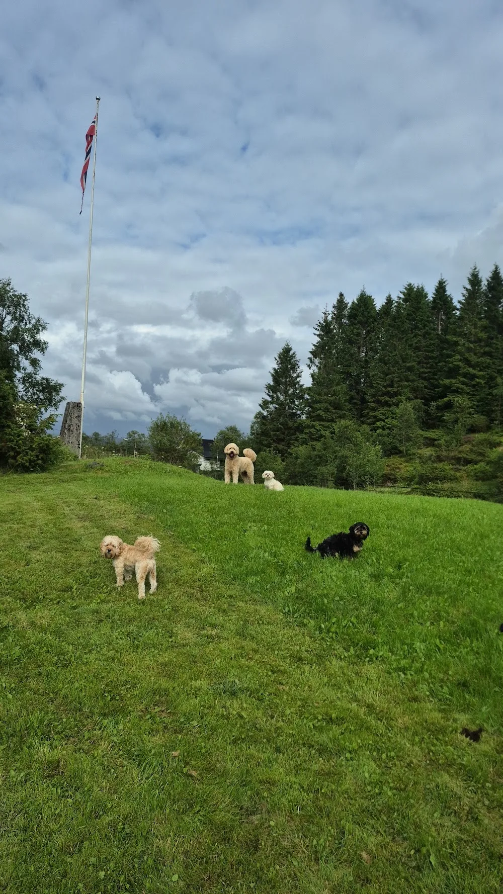 Villa Fureskjegget Hundepensjonat - Bergen pet otel görseli 2