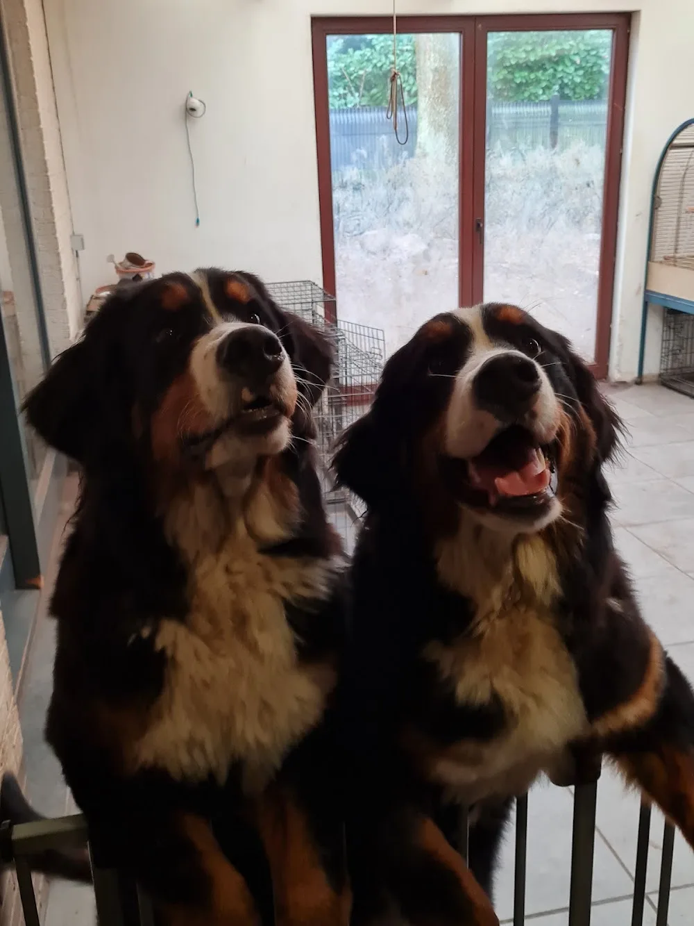 Berner Sennen kennel 'Van Riona' - Beringen pet otel görseli 3
