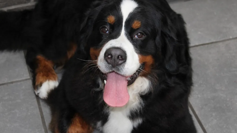 Berner Sennen kennel 'Van Riona' - Beringen pet otel görseli 6