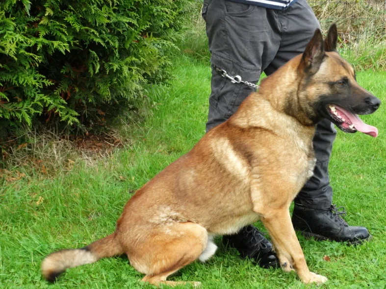 De Heide-Wachter kennels - Beringen pet otel görseli 2