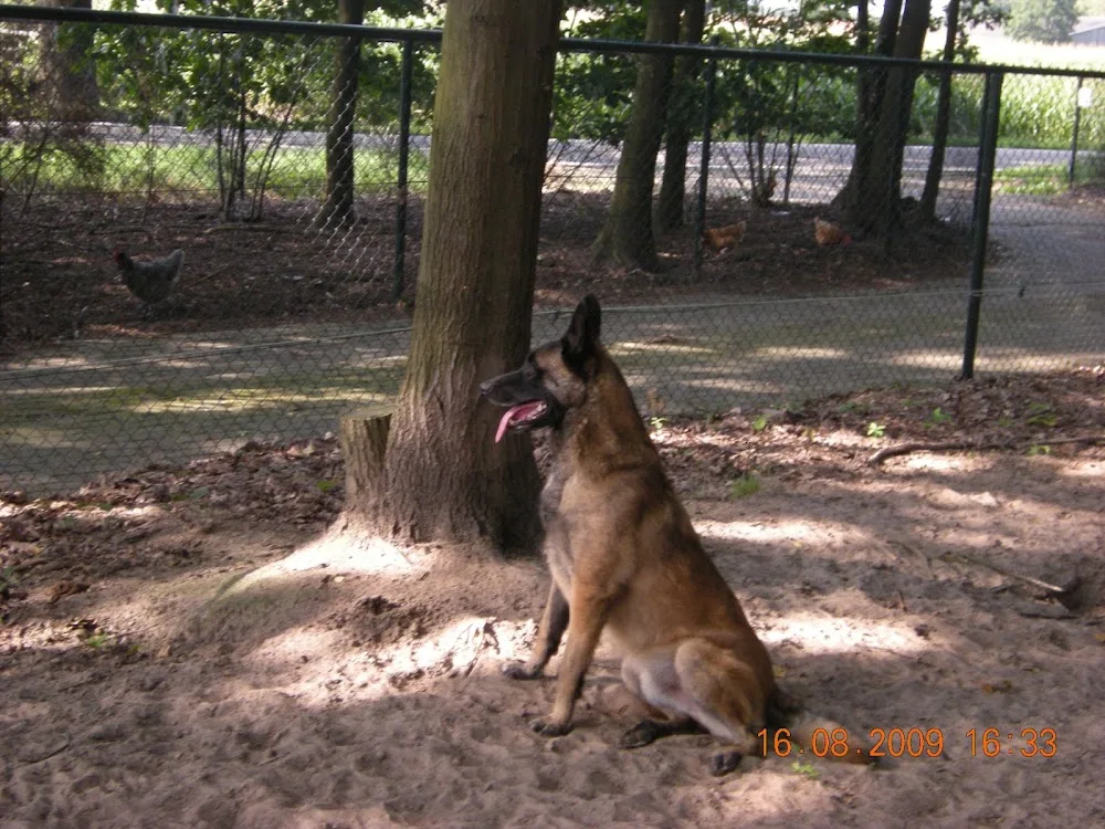 Hondenhotel Brigadierdog - Beringen pet otel görseli 2