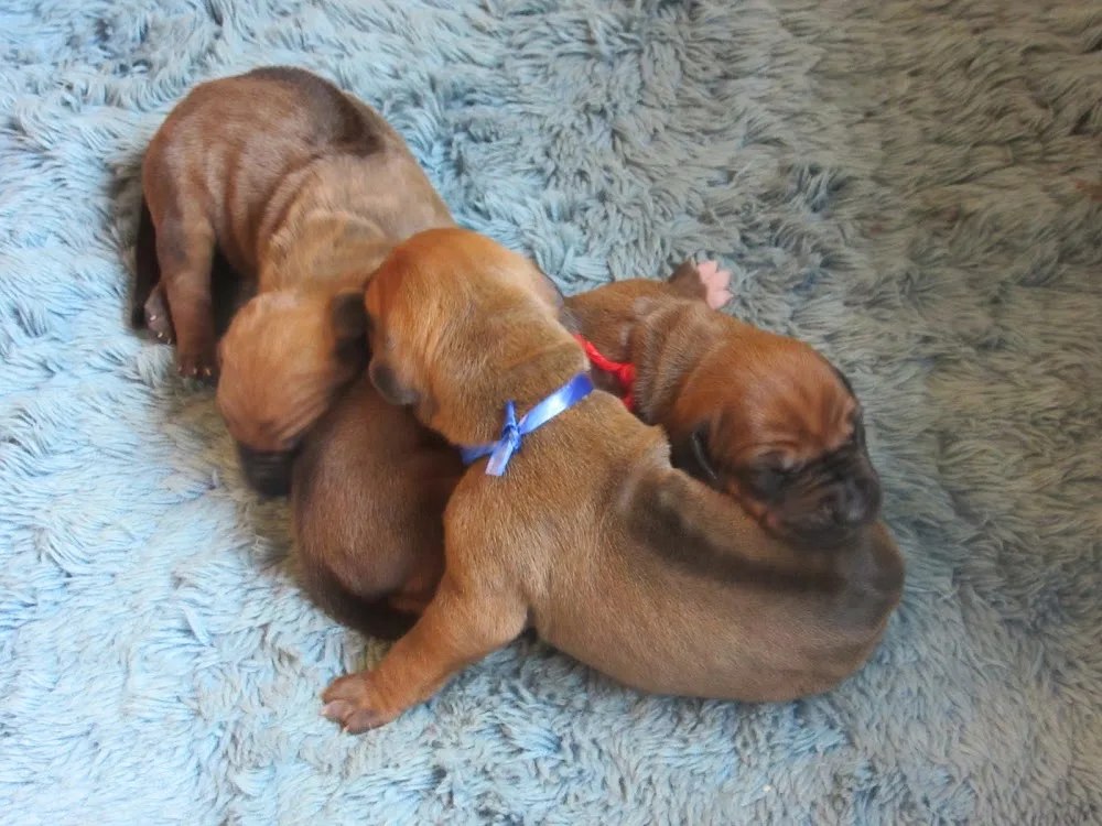 lionscove rhodesian ridgeback kennel - Beringen pet otel
