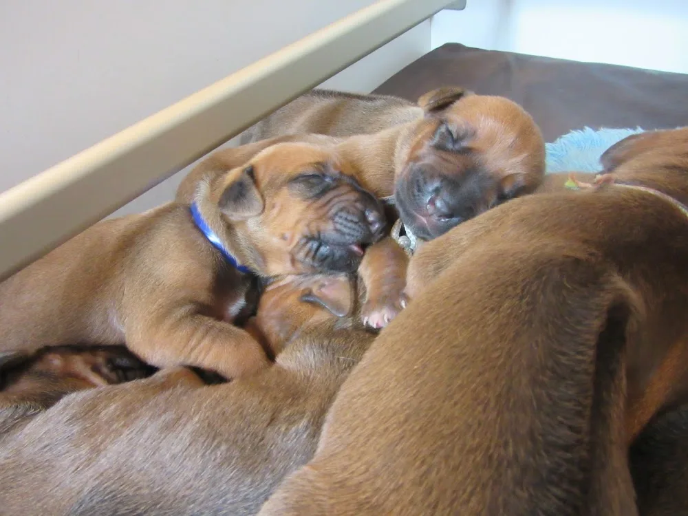 lionscove rhodesian ridgeback kennel - Beringen pet otel görseli 3
