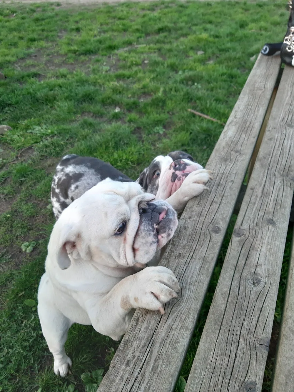 The English Bulldog Resort - Beringen pet otel