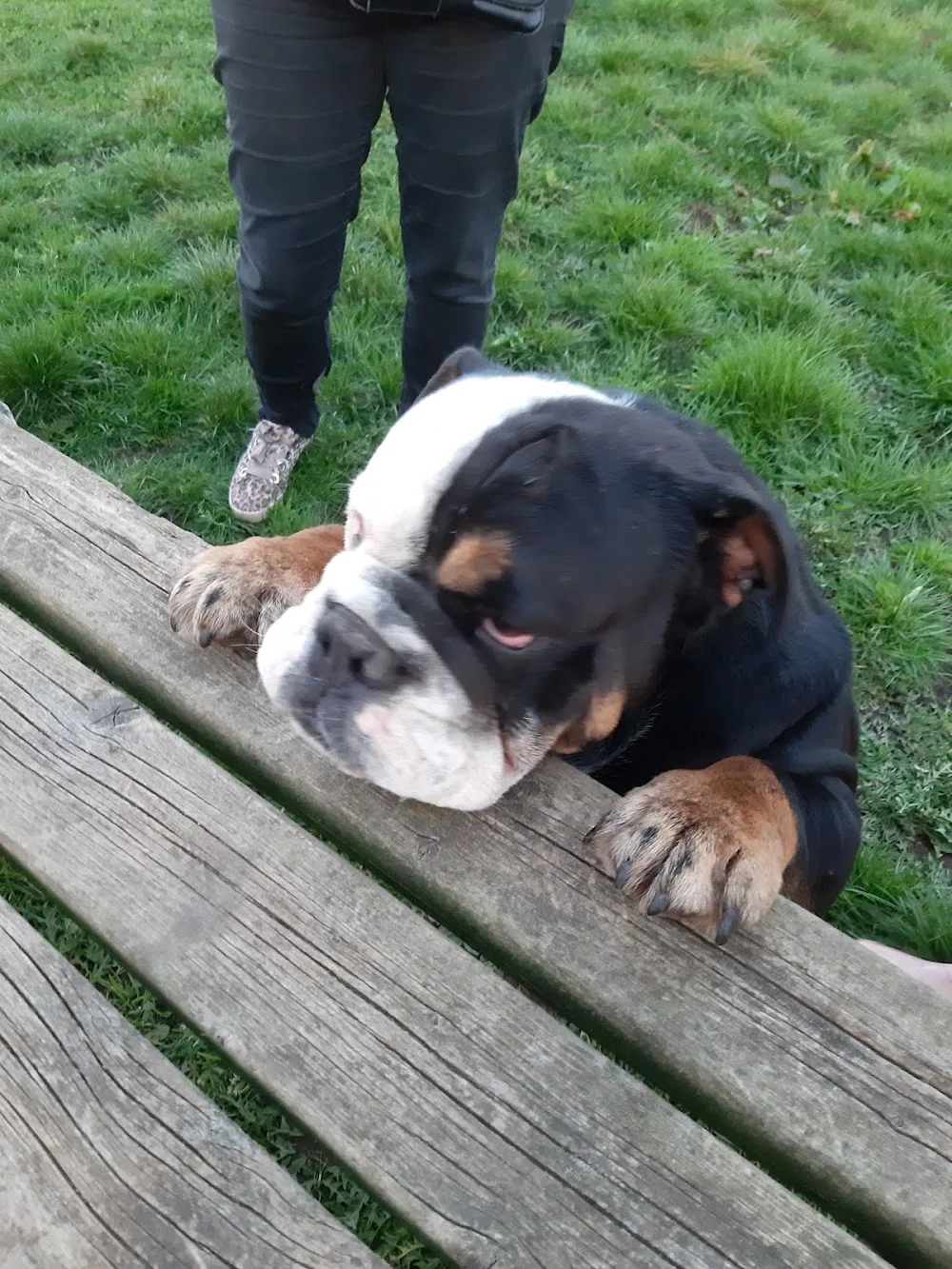 The English Bulldog Resort - Beringen pet otel görseli 3
