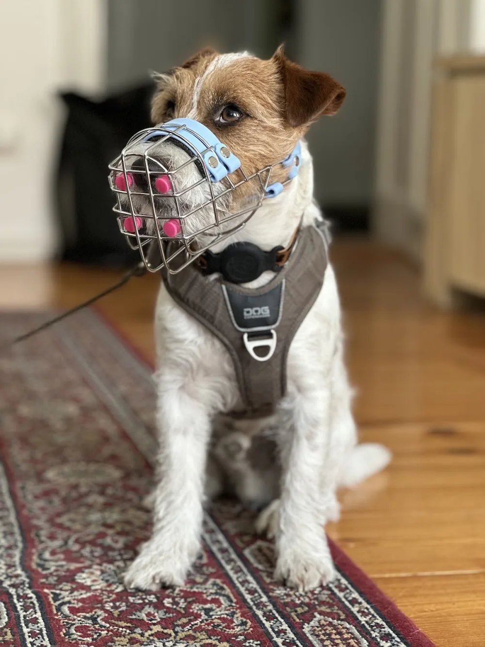 annehunde | Hundetraining | Maulkorbberatung | Pension - Berlin pet otel