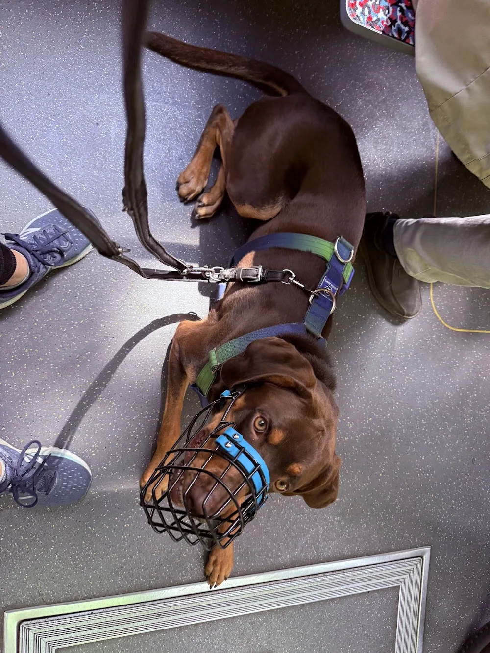 annehunde | Hundetraining | Maulkorbberatung | Pension - Berlin pet otel görseli 3