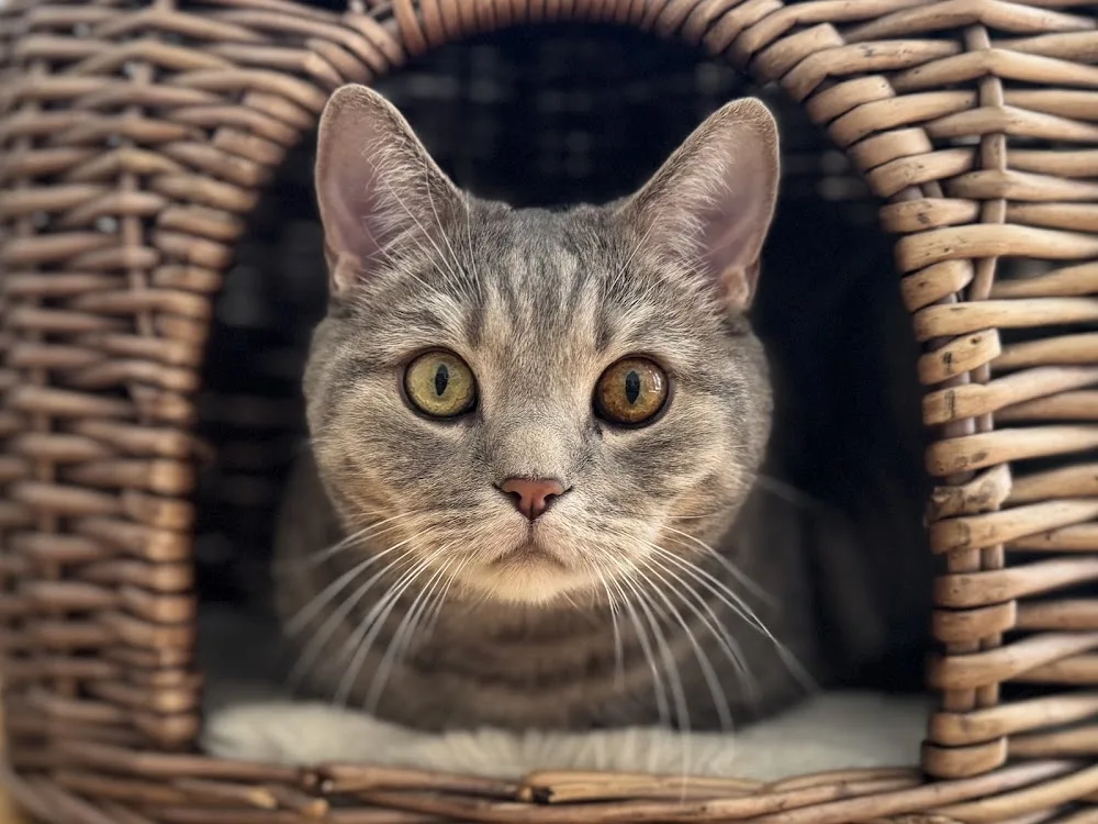 Hauptstadtkatzen – Katzensitter Berlin, Mobile Katzenbetreuung - Berlin pet otel