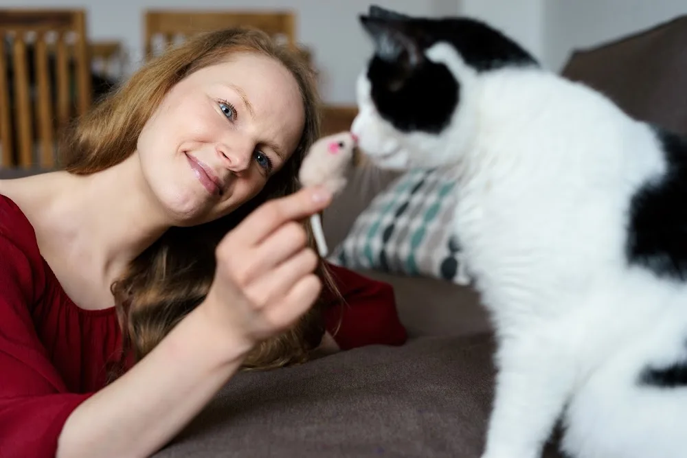 Hauptstadtkatzen – Katzensitter Berlin, Mobile Katzenbetreuung - Berlin pet otel görseli 3
