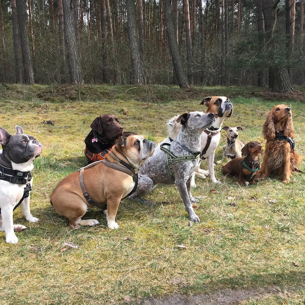 Hundebetreuung Individuell Berlin - Berlin pet otel