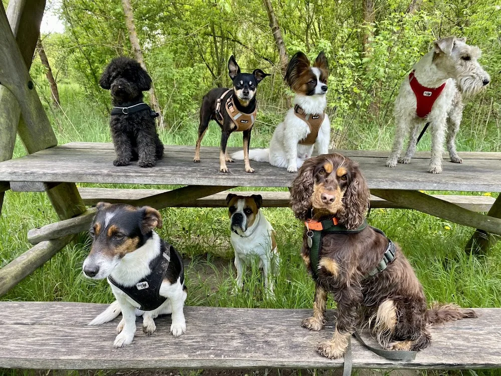 Hundebetreuung Individuell Berlin - Berlin pet otel görseli 3