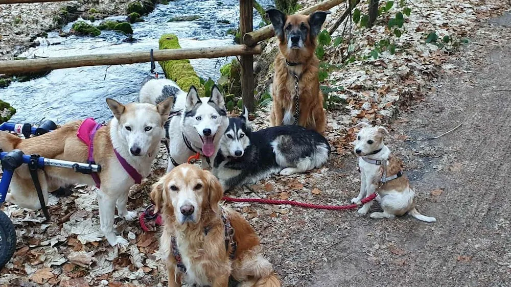 MaRos Hundeservice - Berlin pet otel