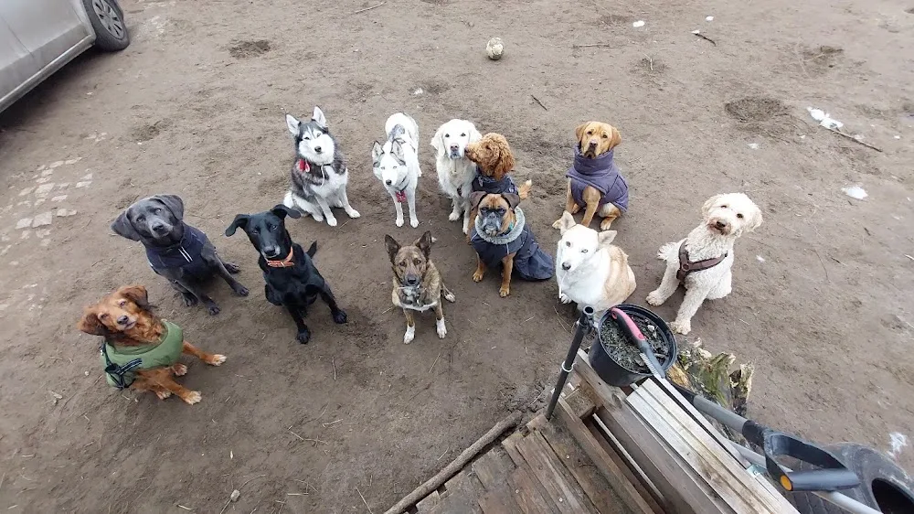 MaRos Hundeservice - Berlin pet otel görseli 3