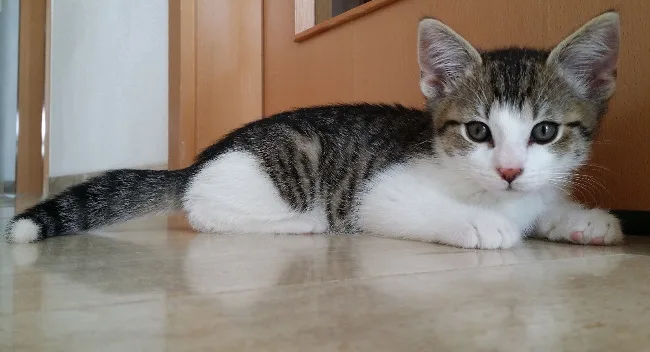 Mein Miezen Mobil - mobile Katzenbetreuung in Berlin, Katzensitter - Berlin pet otel