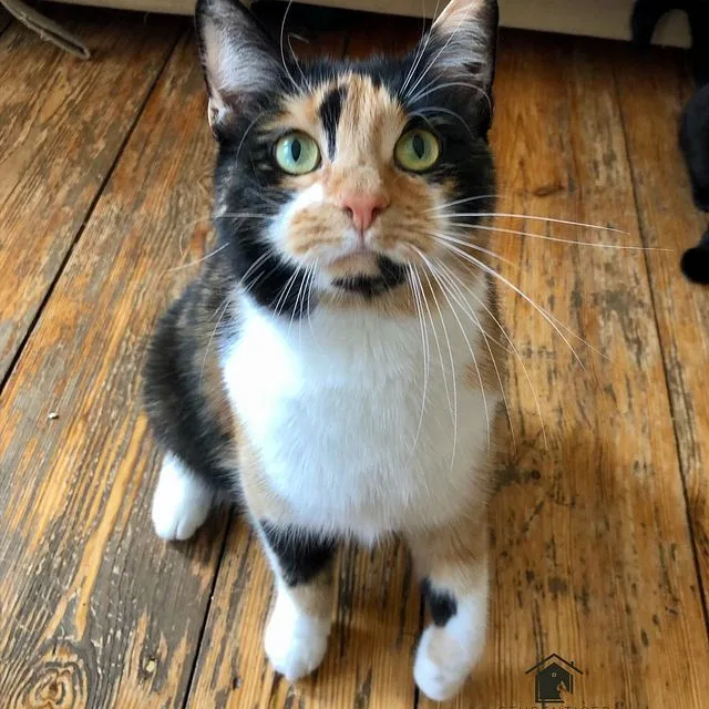 S T U B E N T I G E R - Verhaltensberatung, Clickertraining & Mobile Katzenbetreuung - Berlin pet otel