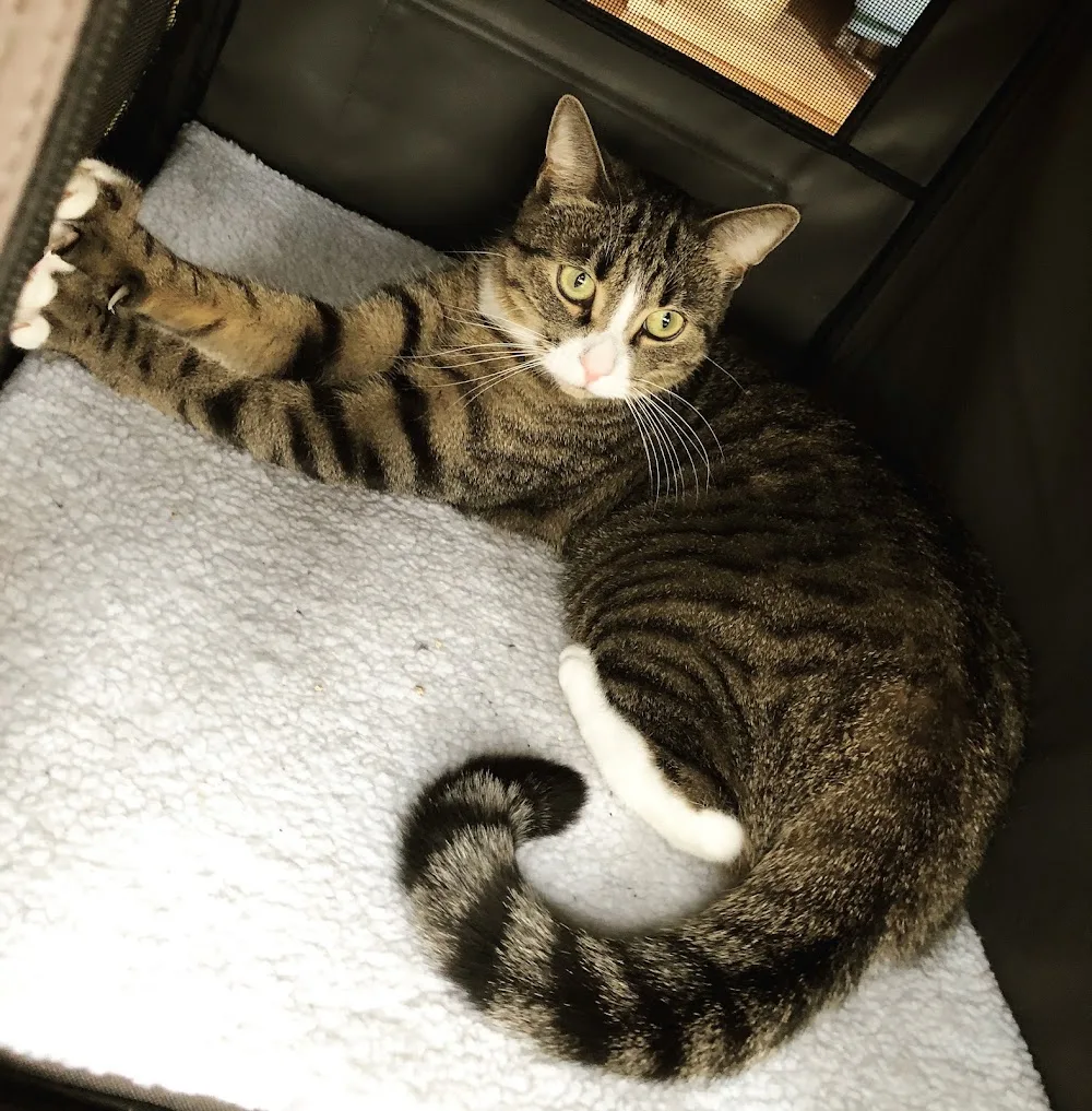 S T U B E N T I G E R - Verhaltensberatung, Clickertraining & Mobile Katzenbetreuung - Berlin pet otel görseli 3
