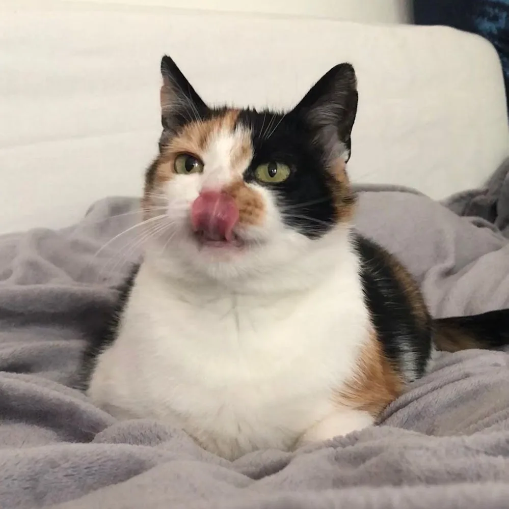S T U B E N T I G E R - Verhaltensberatung, Clickertraining & Mobile Katzenbetreuung - Berlin pet otel görseli 5