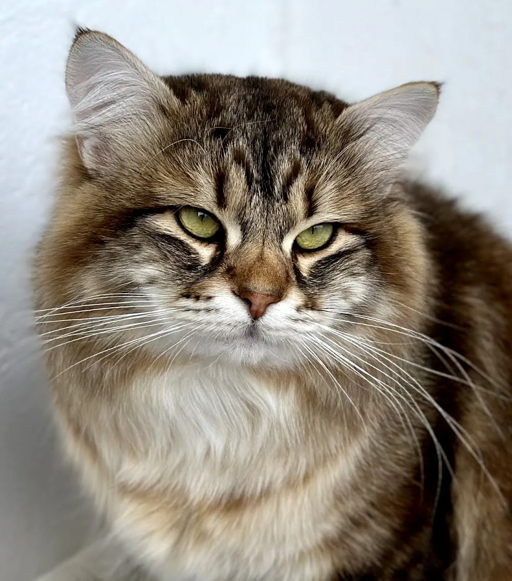 Sibirische Katzen in Berlin - the Great Sybarite Cattery - Berlin pet otel