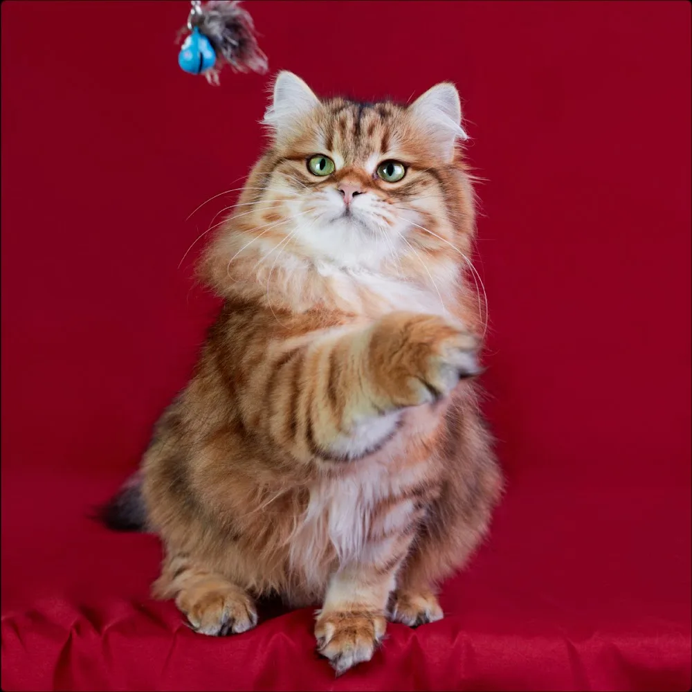 Sibirische Katzen in Berlin - the Great Sybarite Cattery - Berlin pet otel görseli 3