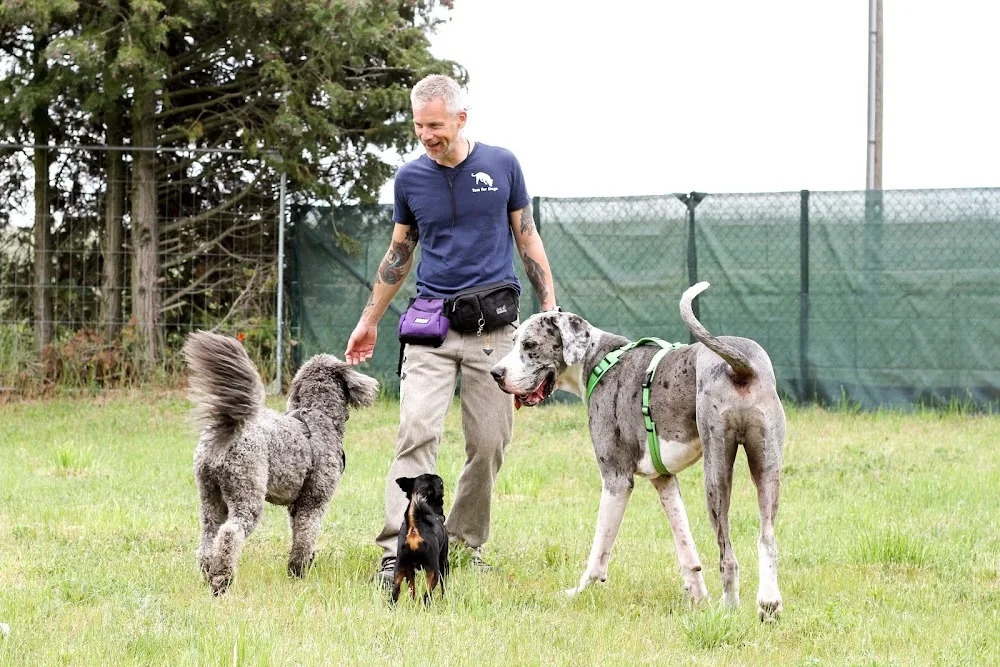 Tom for Dogs - Hundetraining I Betreuung I Aktivitäten - Berlin pet otel