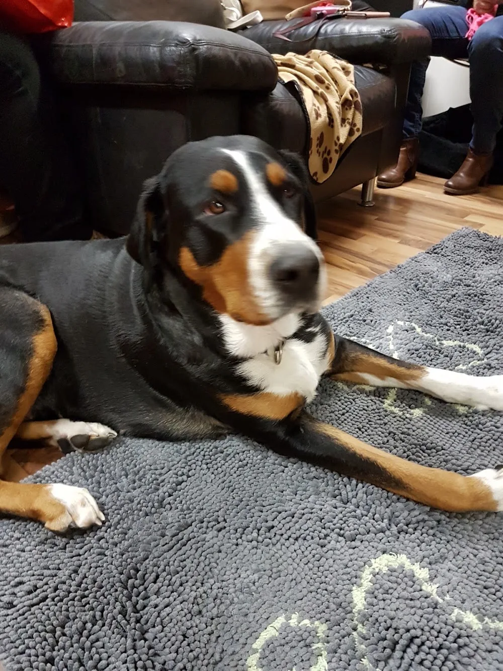 Berner Hundetagi - Bern pet otel