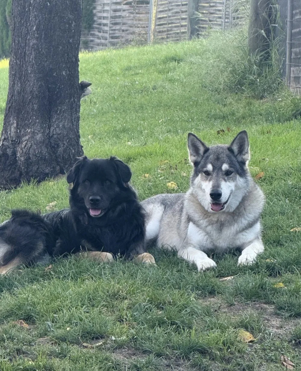 Hundeferienparadies Stegmann Ulrich/Daniela Mühlematter - Bern pet otel