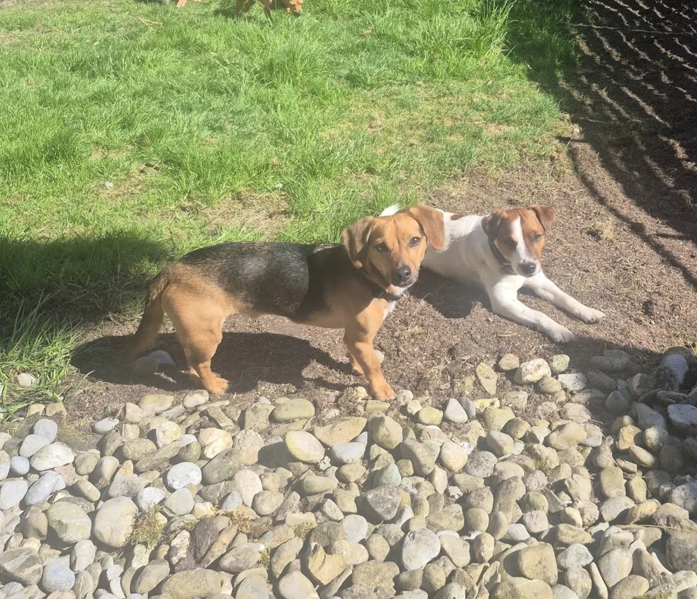 Hundeferienparadies Stegmann Ulrich/Daniela Mühlematter - Bern pet otel görseli 3