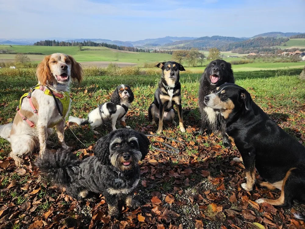 Hundepension Groggenmoos - Bern pet otel