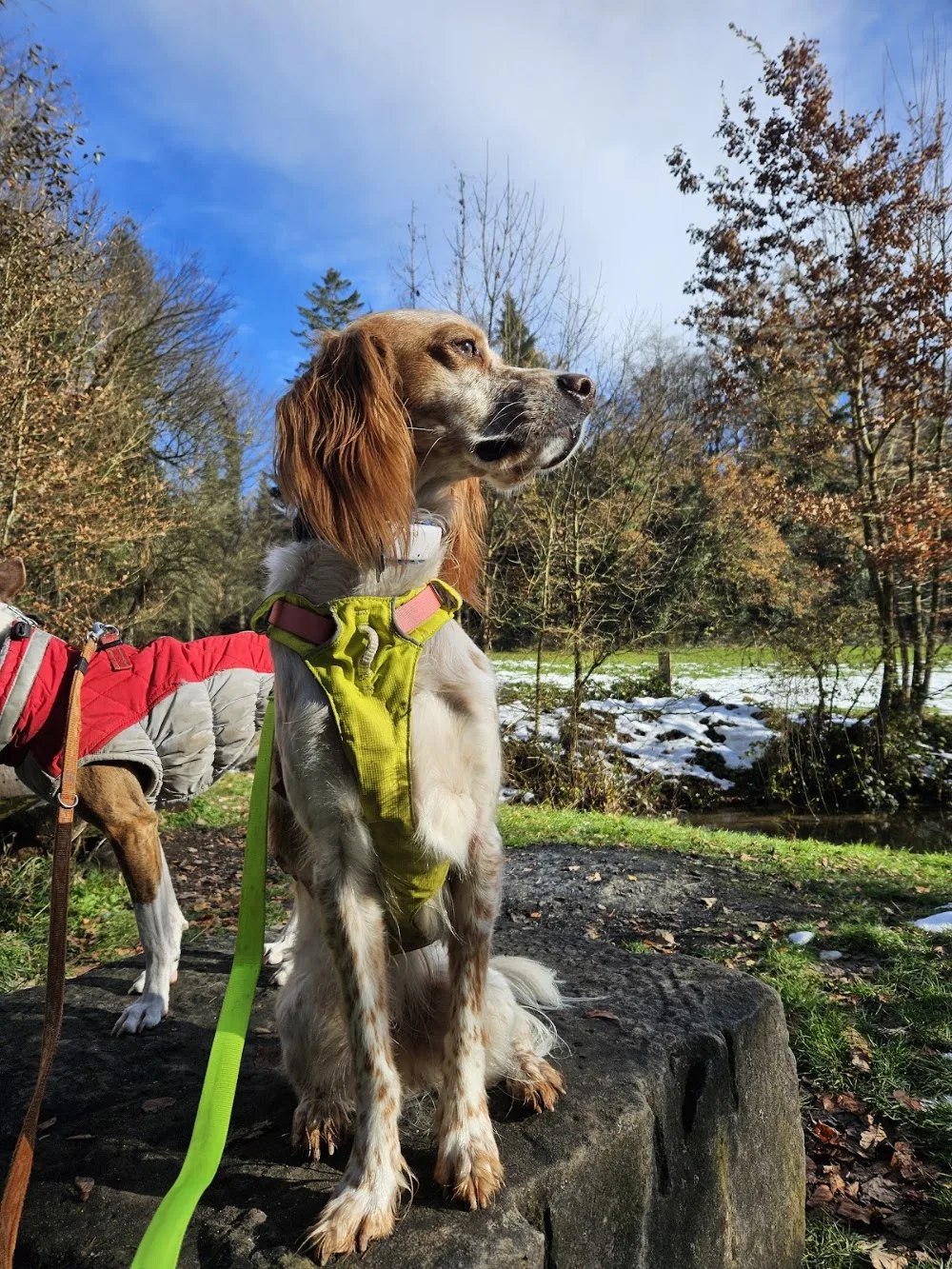 Hundepension Groggenmoos - Bern pet otel görseli 3