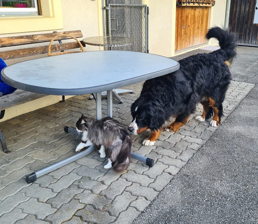Hundepension Heidi Rolli - Bern pet otel görseli 3