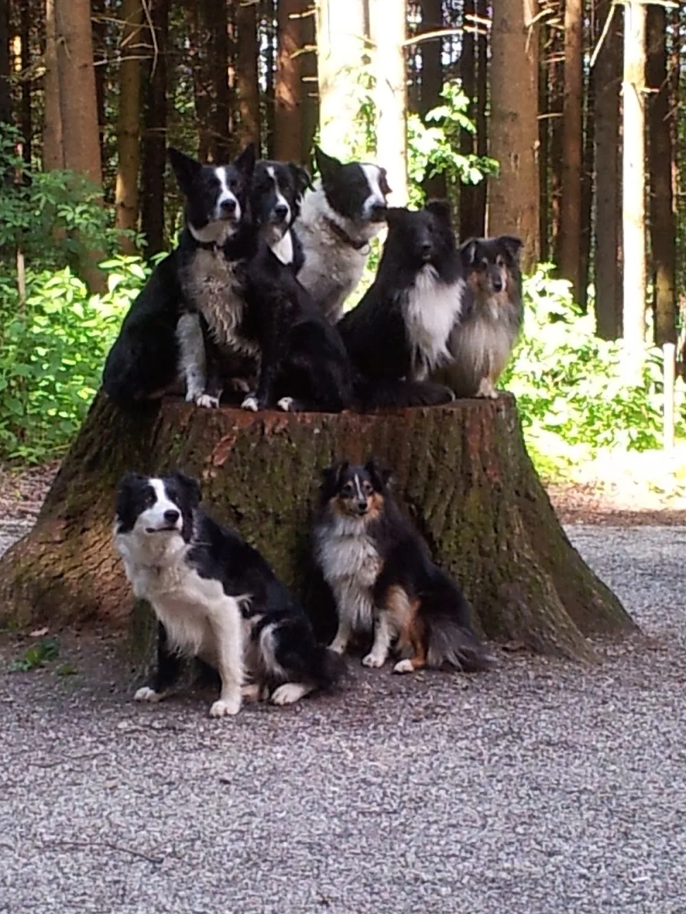 Hundepension Hoschis-Farm - Bern pet otel