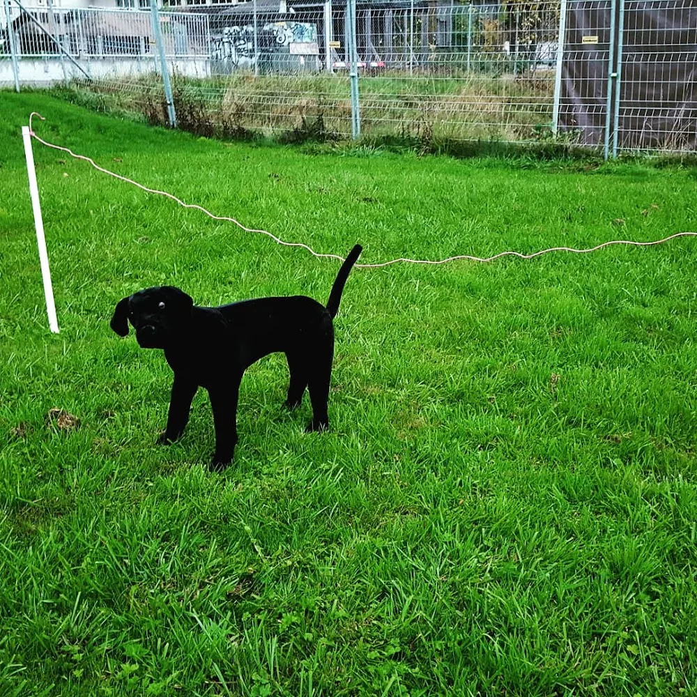 Hundepension Paws & Feet - Bern pet otel görseli 3