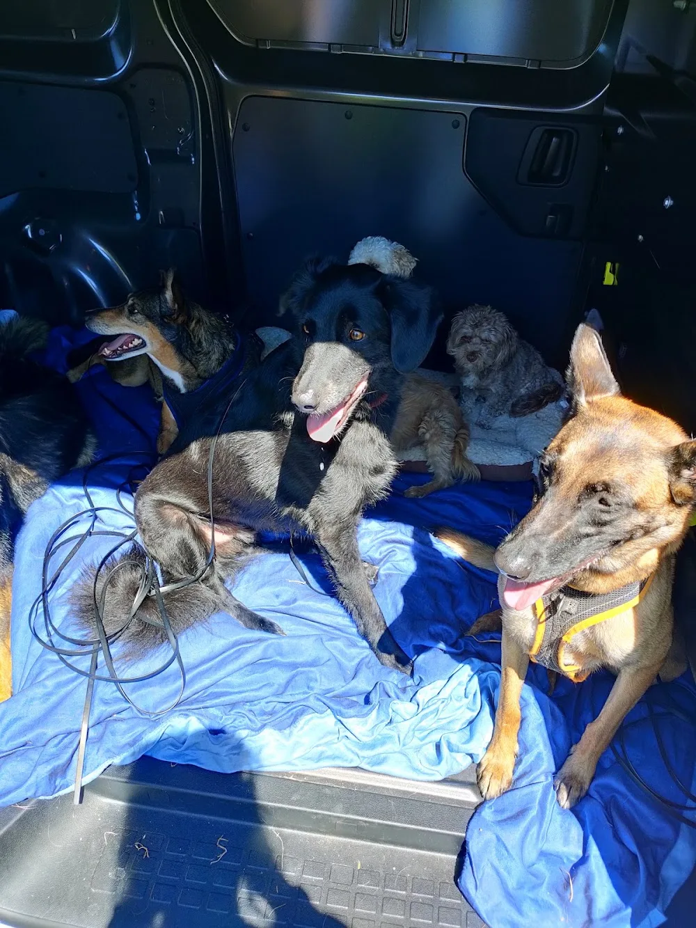 Hundepension Pfotentreff - Bern pet otel görseli 3