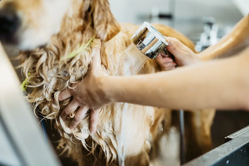 Hundesalon Dog Resort | Hundecoiffeur Bern | Hundefriseur Bern | Groomer Bern - Bern pet otel görseli 3