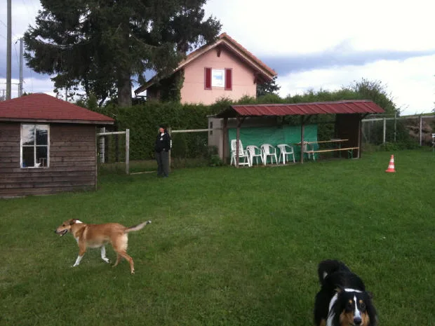 Hundetagesstätte, Hundesalon - Bern pet otel görseli 3