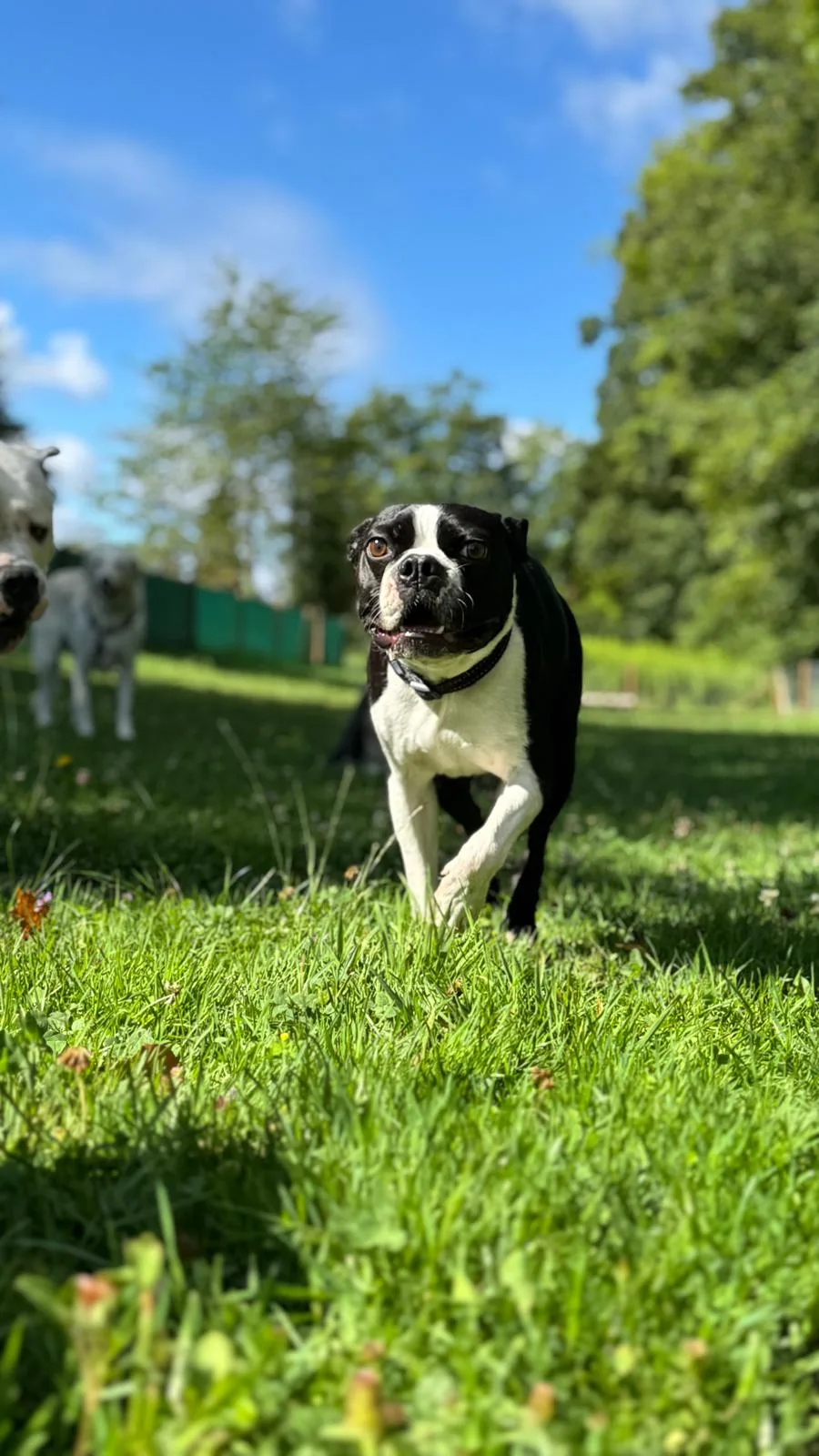 Hundezentrum Bern - Bern pet otel